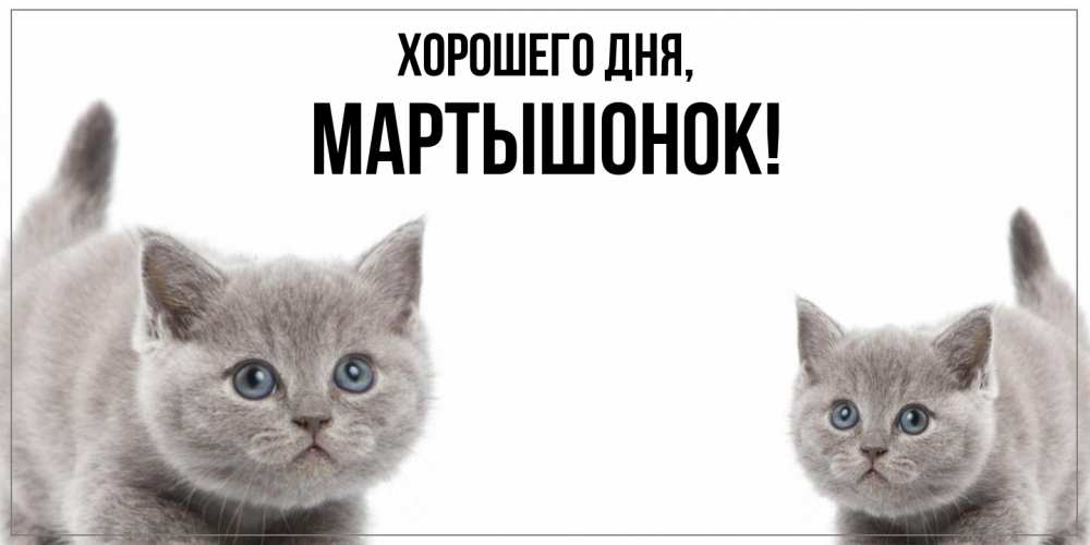 Открытка  для любимых и родных. маpтышонок, Хорошего дня  