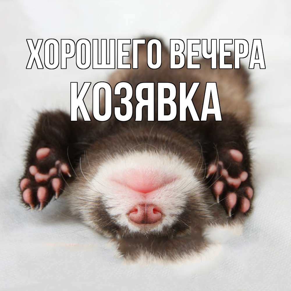 Открытка  для любимых и родных. козявка, Хорошего вечера  