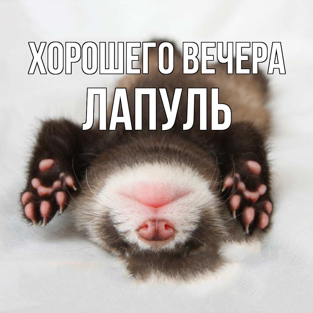 Открытка  для любимых и родных. лапуль, Хорошего вечера  