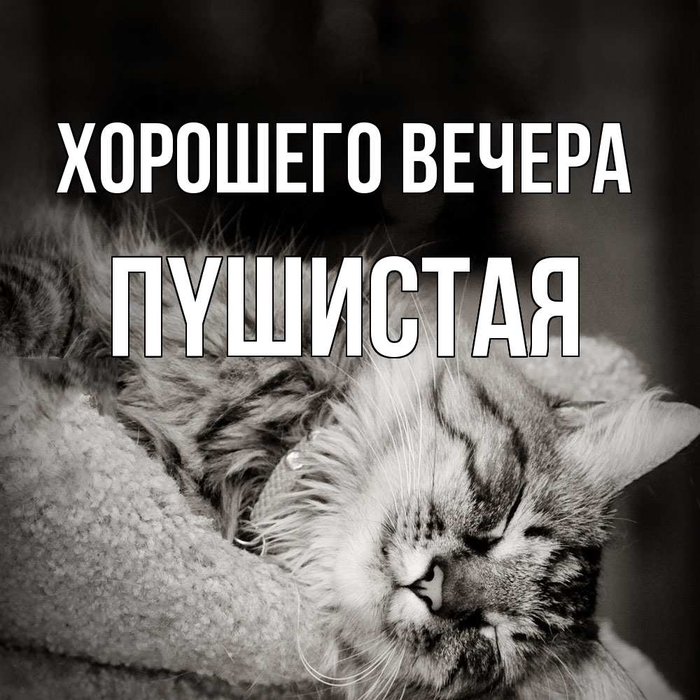 Открытка  для любимых и родных. пyшистая, Хорошего вечера  