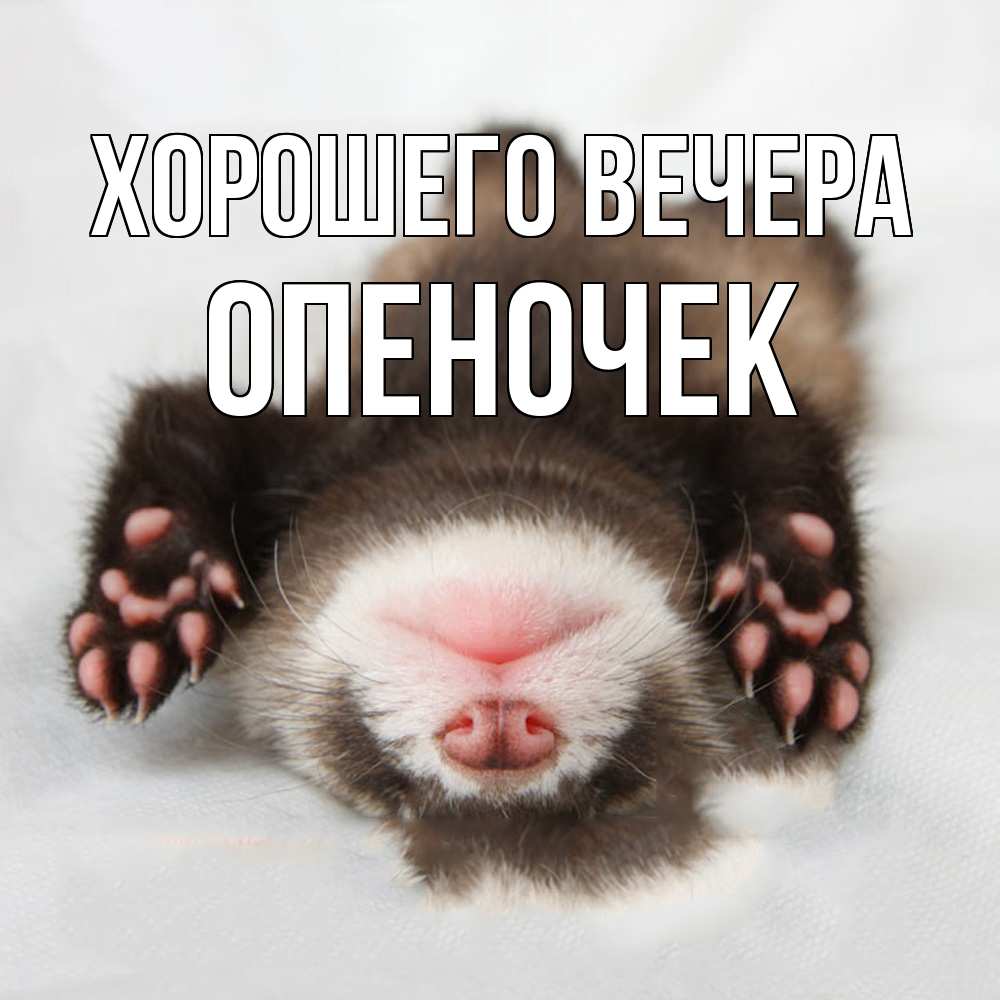 Открытка  для любимых и родных. опеночек, Хорошего вечера  