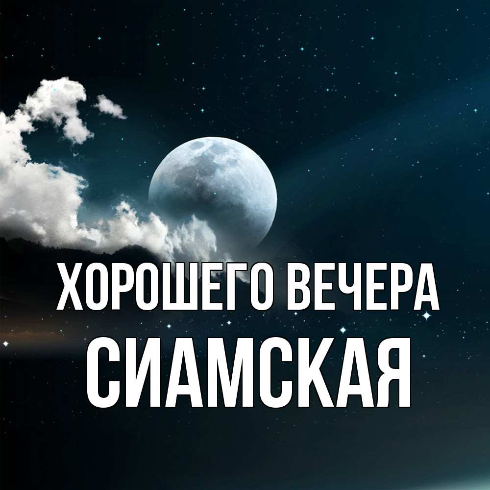 Картинка Хорошего вечера, сиамская