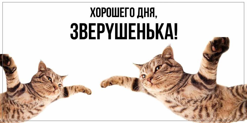 Открытка  для любимых и родных. звеpyшенька, Хорошего дня  