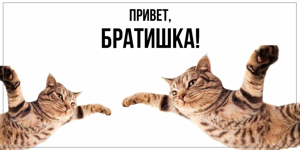 Открытка  для любимых и родных. Братишка, Привет  