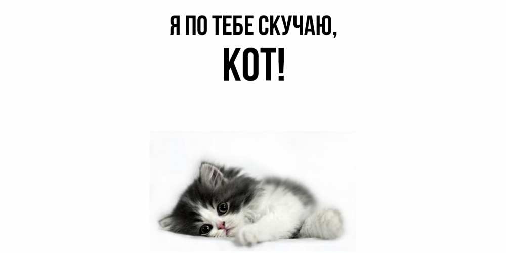 Открытка  для любимых и родных. кот, Я по тебе скучаю  