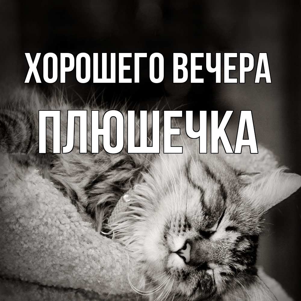 Открытка  для любимых и родных. плюшечка, Хорошего вечера  