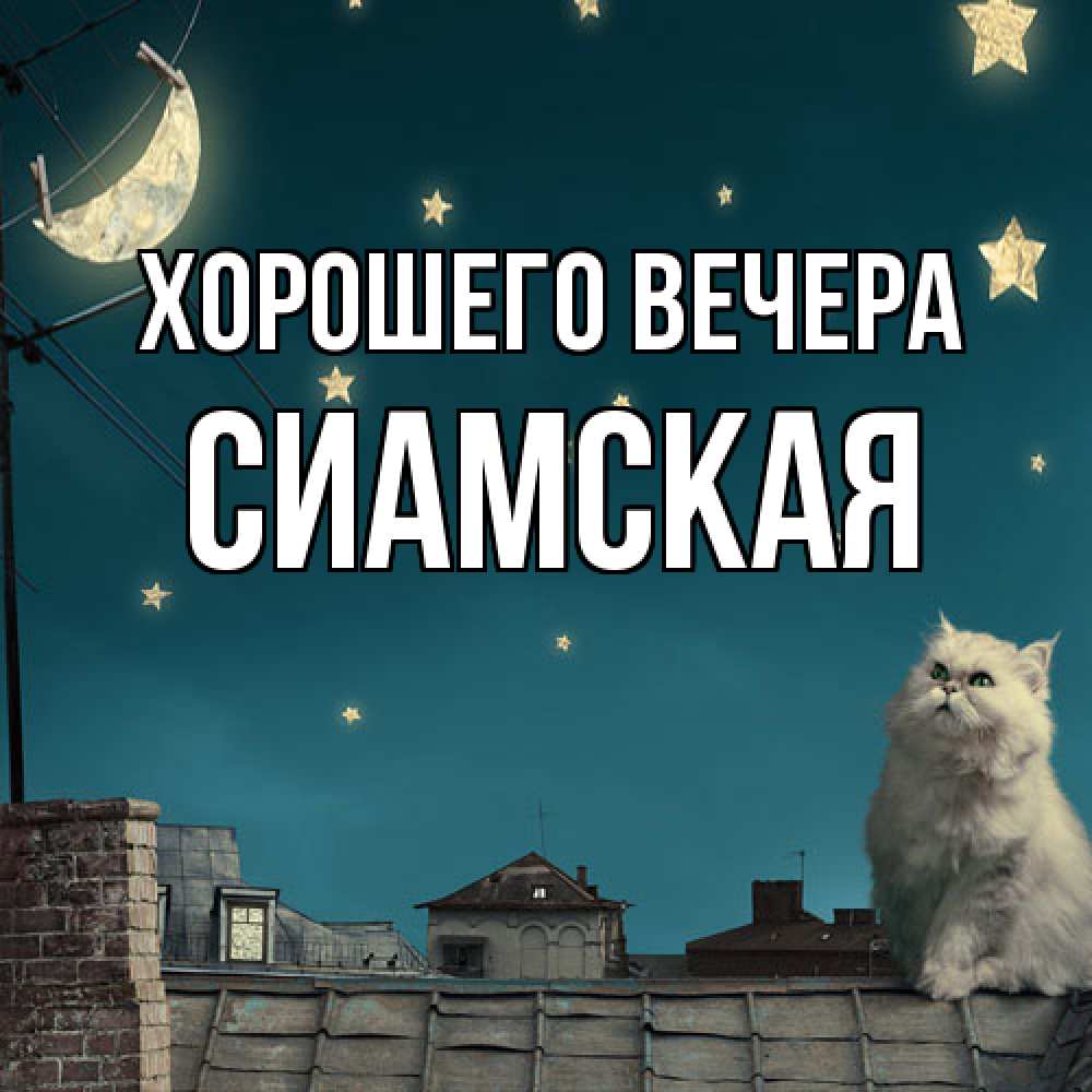 Картинка Хорошего вечера, сиамская