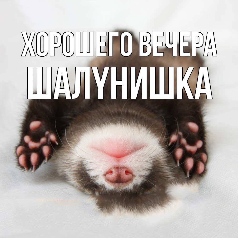 Открытка  для любимых и родных. шалyнишка, Хорошего вечера  
