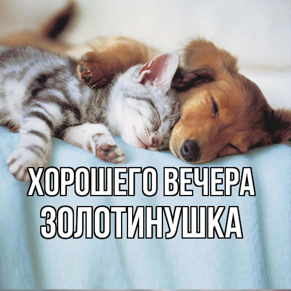 Открытка  для любимых и родных. золотинушка, Хорошего вечера  