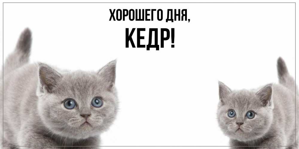 Открытка  для любимых и родных. кедр, Хорошего дня  