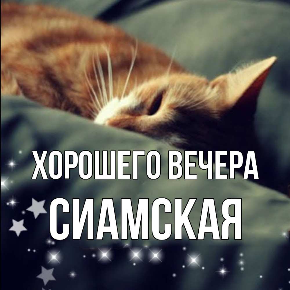 Открытка  для любимых и родных. сиамская, Хорошего вечера  
