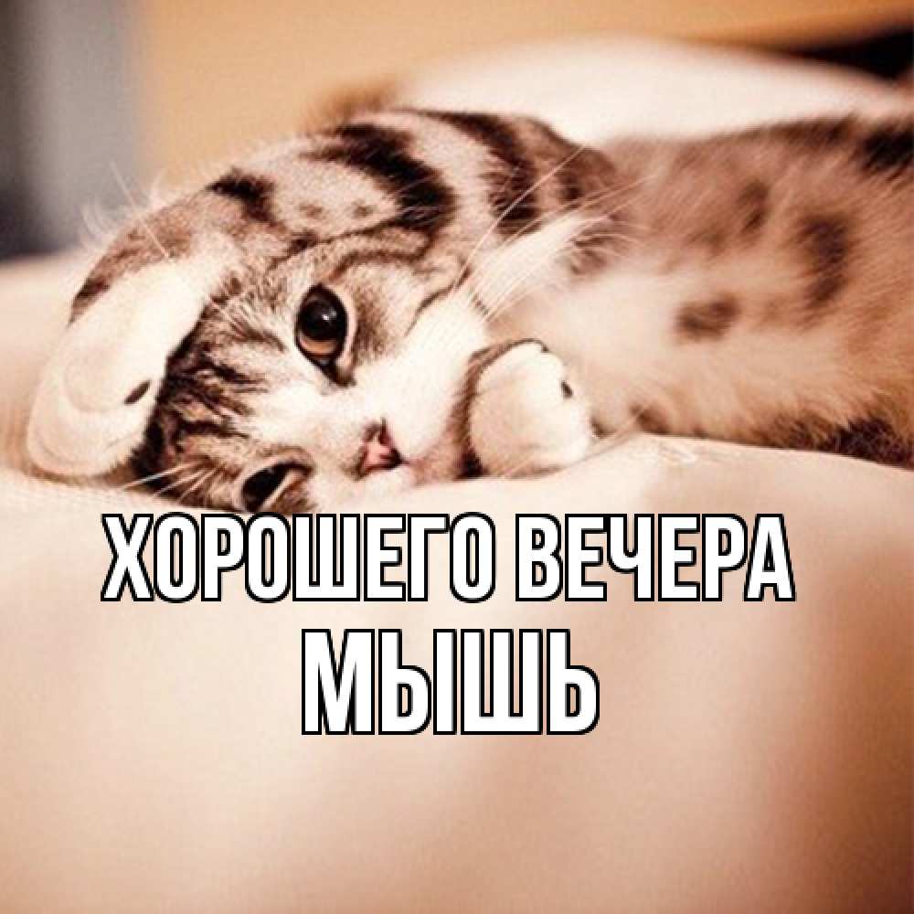 Открытка  для любимых и родных. мышь, Хорошего вечера  