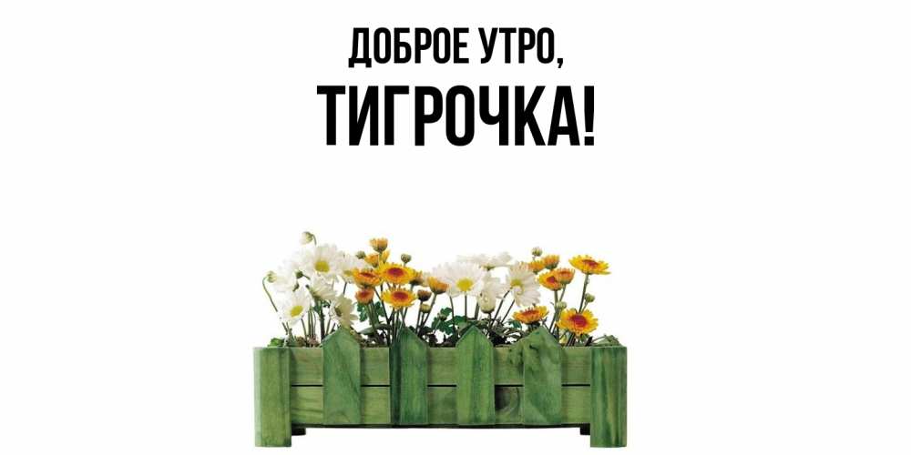 Открытка  для любимых и родных. тигрочка, Доброе утро  