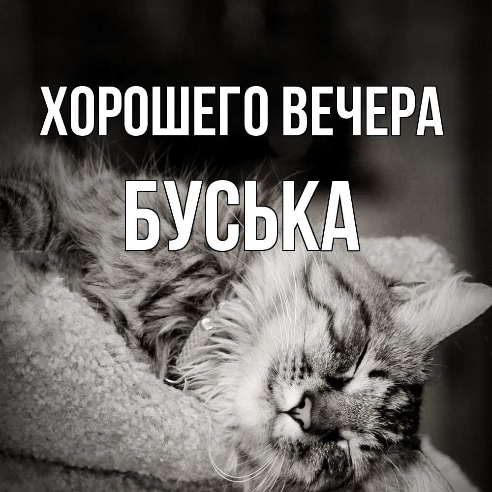 Открытка  для любимых и родных. буська, Хорошего вечера  