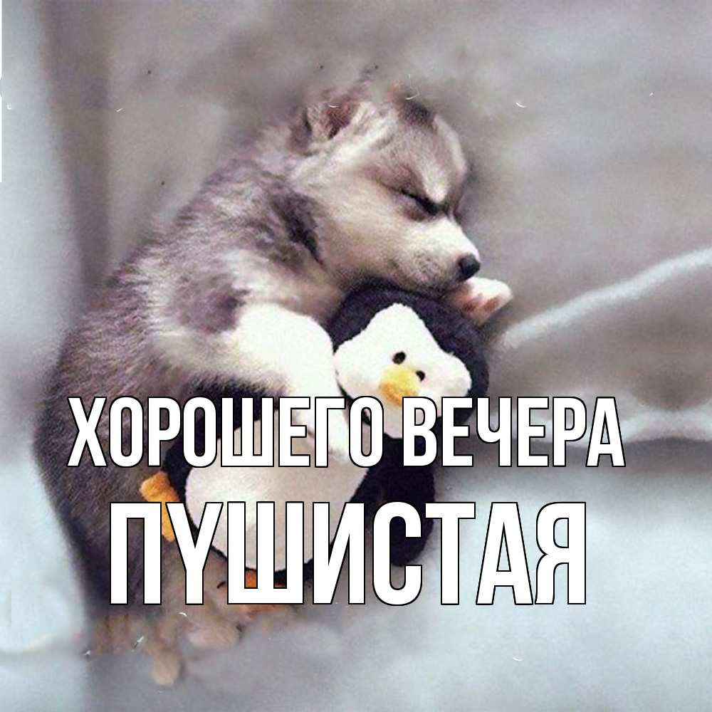 Открытка  для любимых и родных. пyшистая, Хорошего вечера  