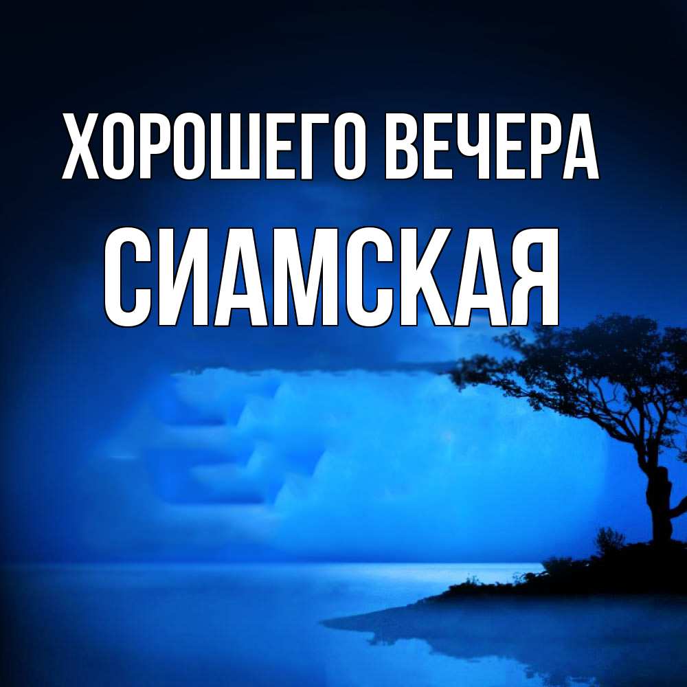 Открытка  для любимых и родных. сиамская, Хорошего вечера  
