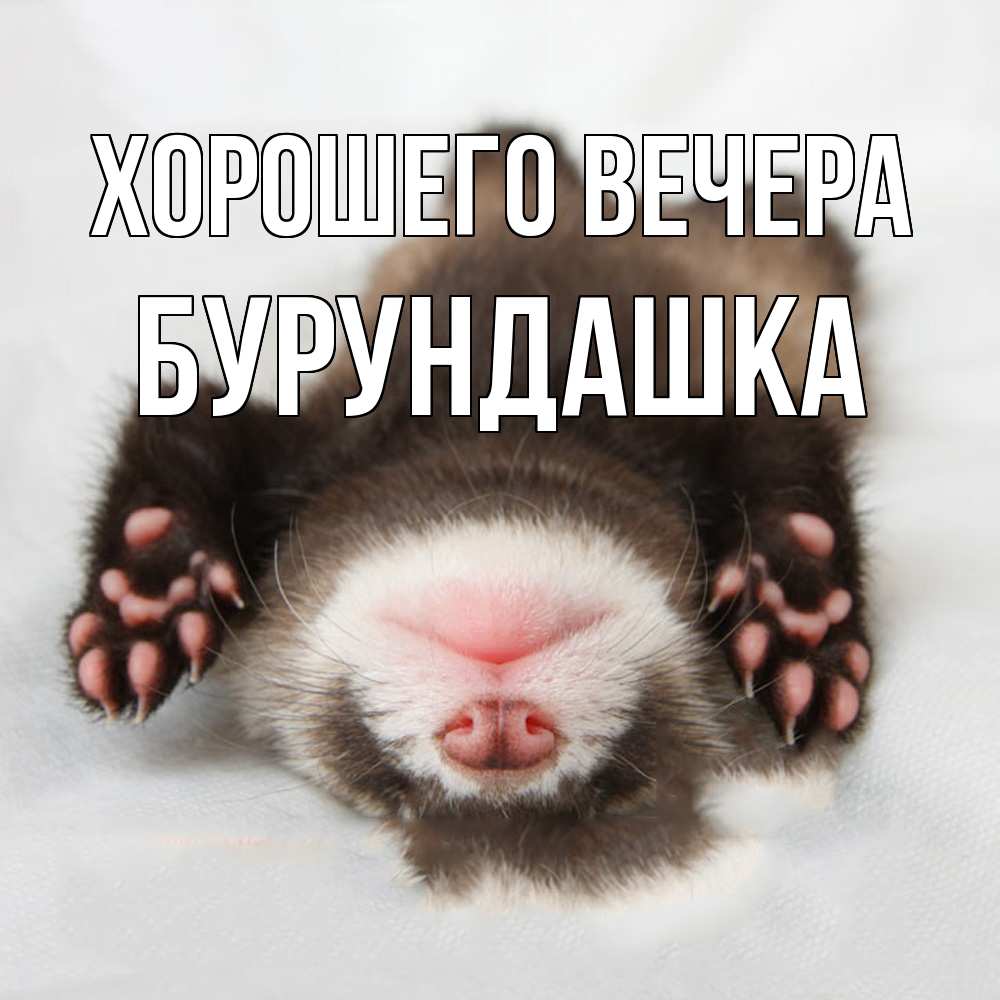 Открытка  для любимых и родных. бурундашка, Хорошего вечера  