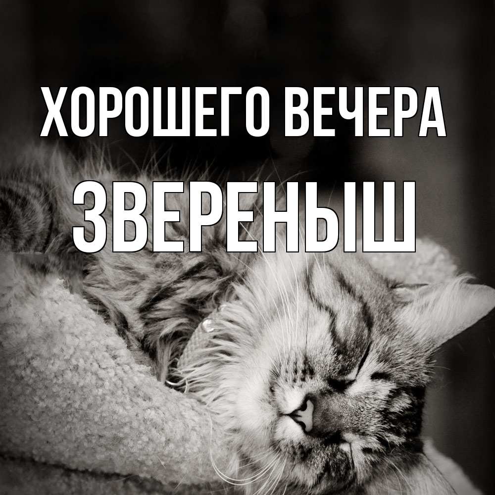 Открытка  для любимых и родных. звереныш, Хорошего вечера  