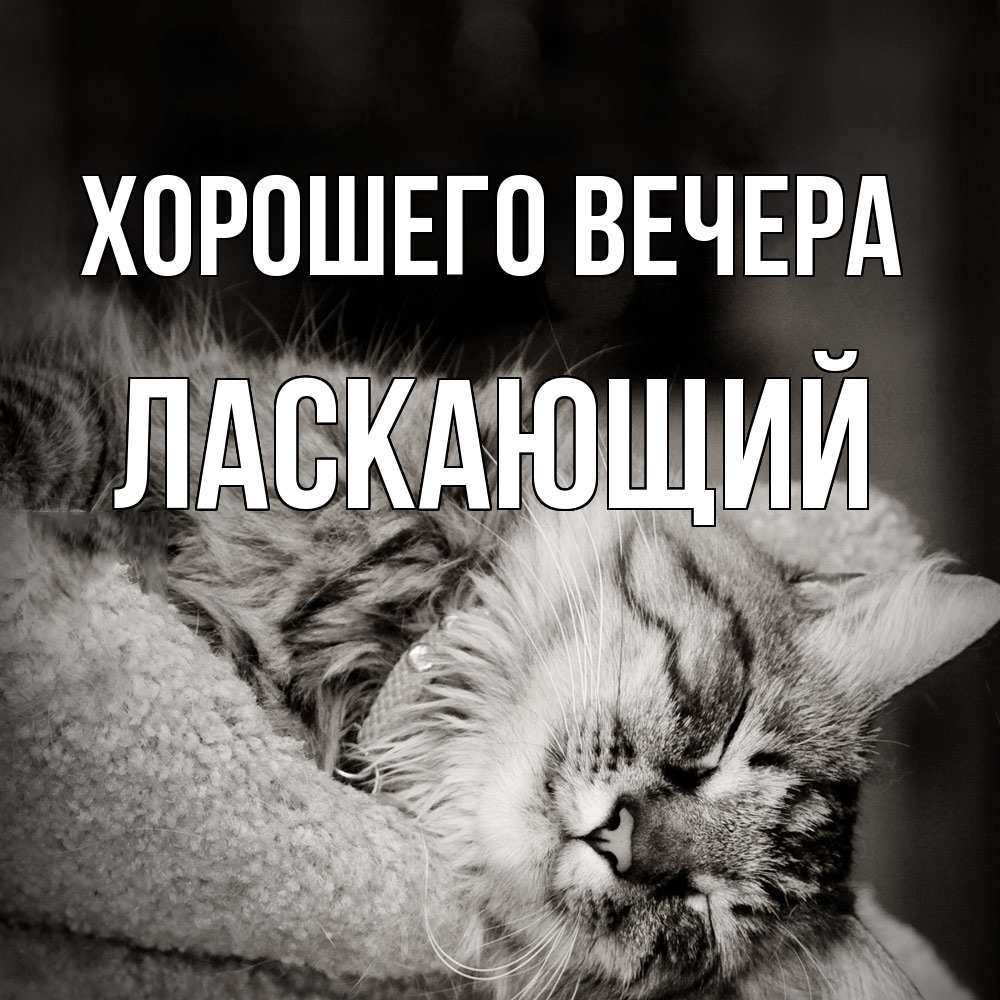 Открытка  для любимых и родных. ласкающий, Хорошего вечера  