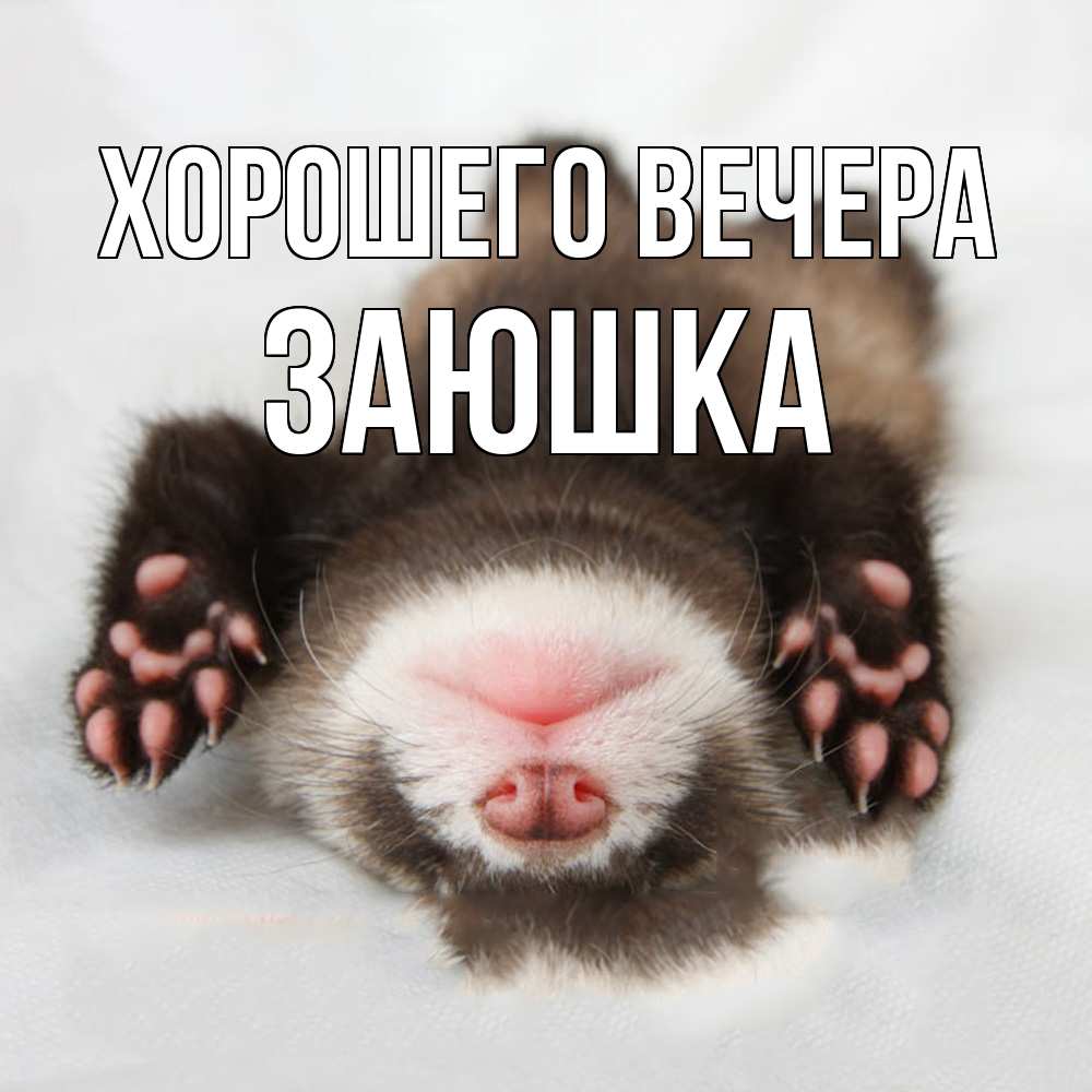 Открытка  для любимых и родных. заюшка, Хорошего вечера  