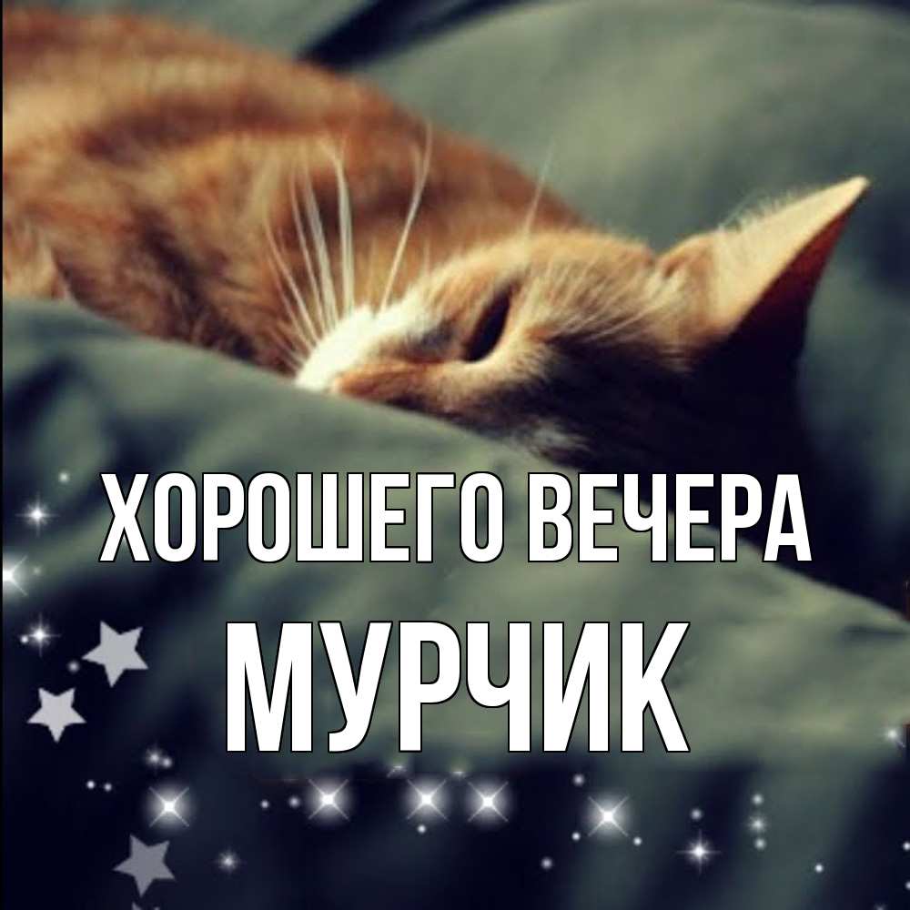 Открытка  для любимых и родных. мурчик, Хорошего вечера  