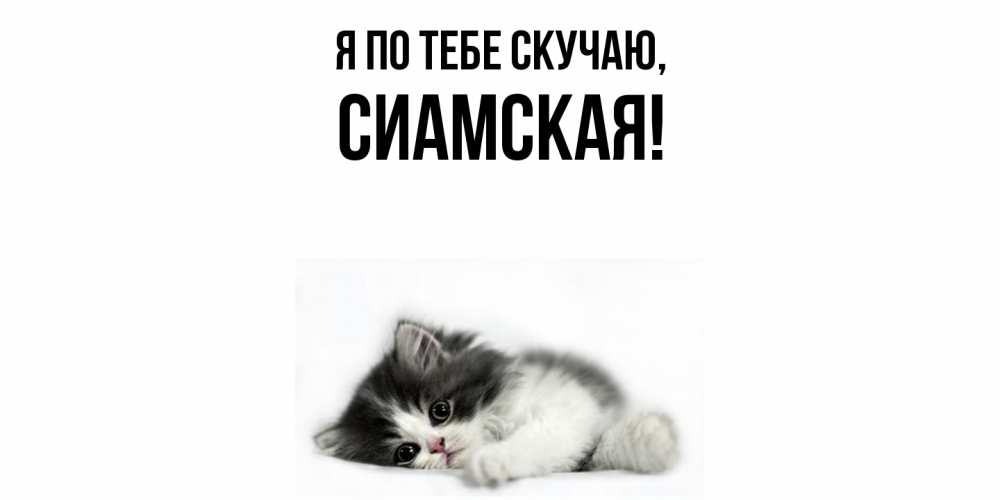 Открытка  для любимых и родных. сиамская, Я по тебе скучаю  