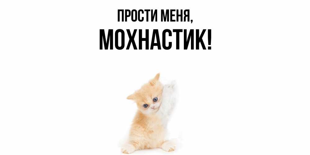 Картинка Прости меня, мохнастик