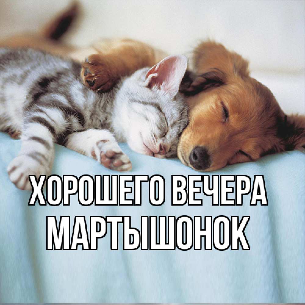 Открытка  для любимых и родных. маpтышонок, Хорошего вечера  