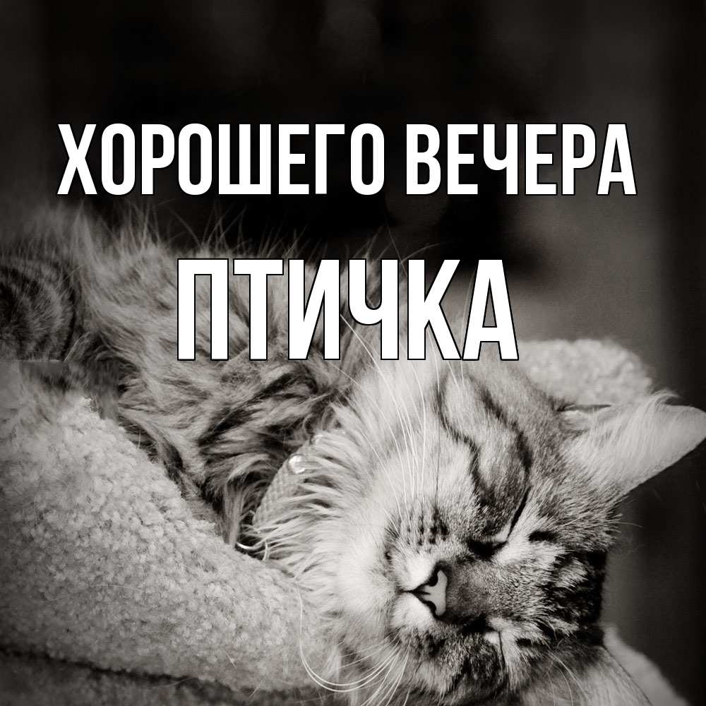 Картинка Хорошего вечера, птичка