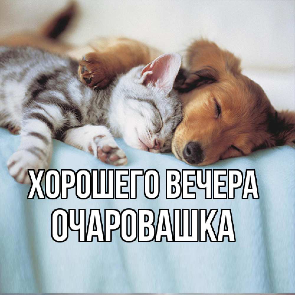 Открытка  для любимых и родных. очаровашка, Хорошего вечера  