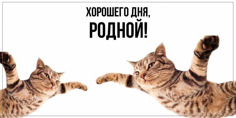 Открытка  для любимых и родных. родной, Хорошего дня  