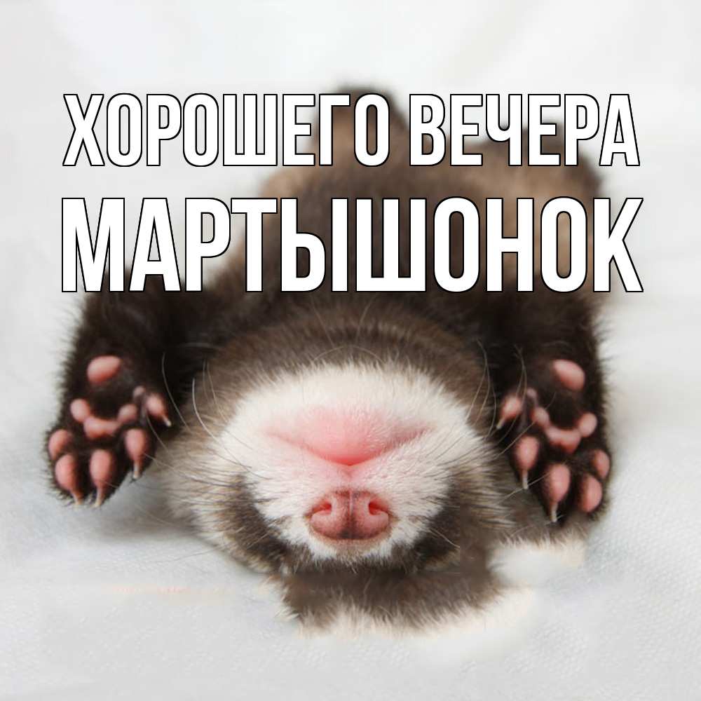 Открытка  для любимых и родных. маpтышонок, Хорошего вечера  