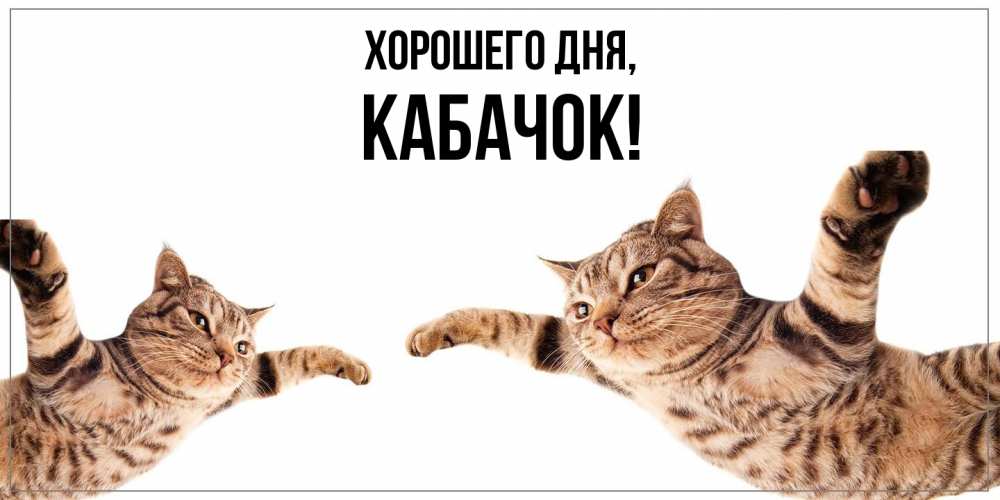 Открытка  для любимых и родных. кабачок, Хорошего дня  