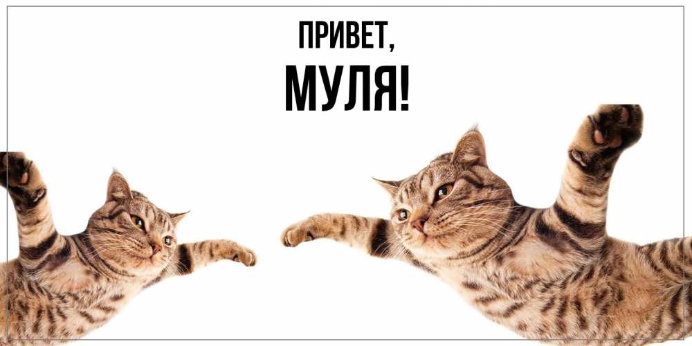 Открытка  для любимых и родных. муля, Привет  
