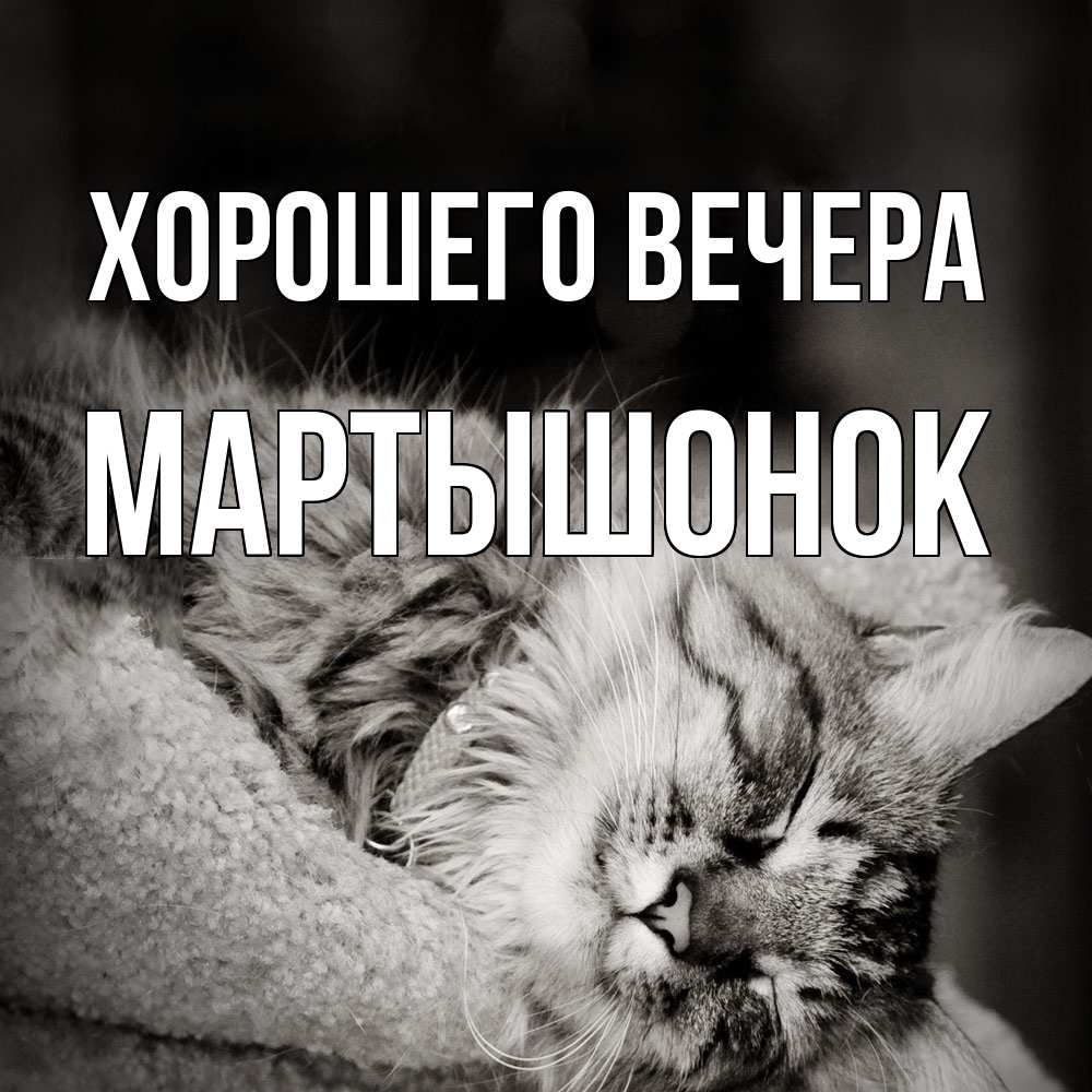 Открытка  для любимых и родных. маpтышонок, Хорошего вечера  