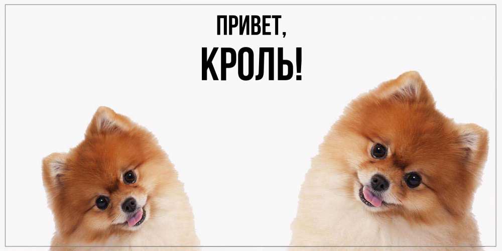 Открытка  для любимых и родных. кроль, Привет  