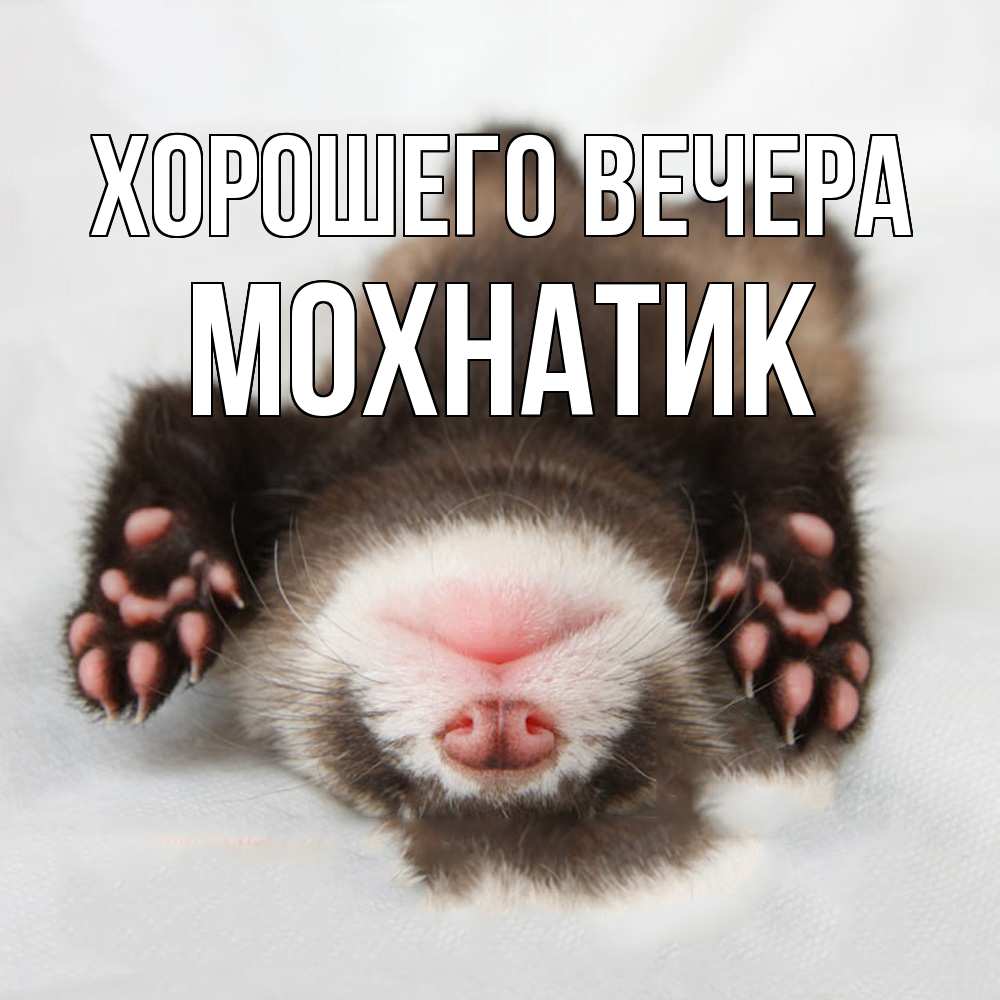 Открытка  для любимых и родных. мохнатик, Хорошего вечера  
