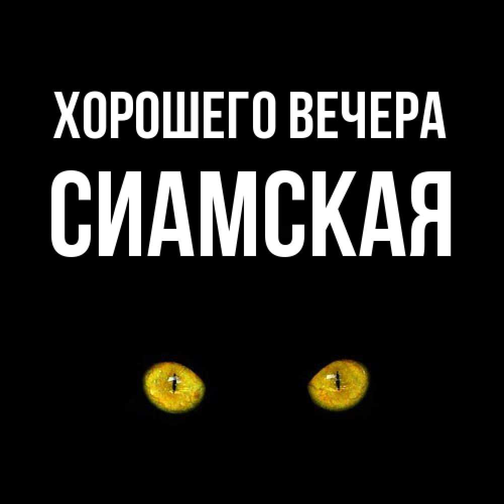 Открытка  для любимых и родных. сиамская, Хорошего вечера  