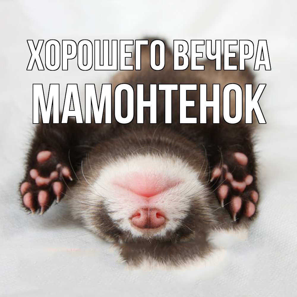 Открытка  для любимых и родных. мамонтенок, Хорошего вечера  