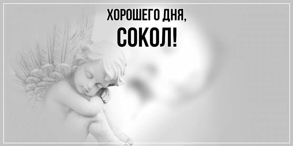 Открытка  для любимых и родных. сокол, Хорошего дня  