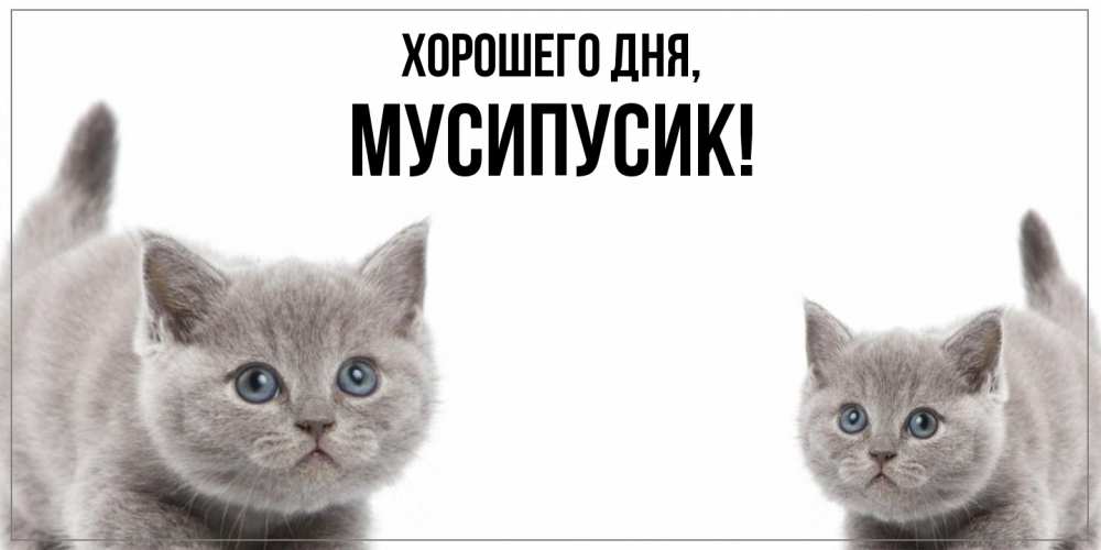Открытка  для любимых и родных. мусипусик, Хорошего дня  