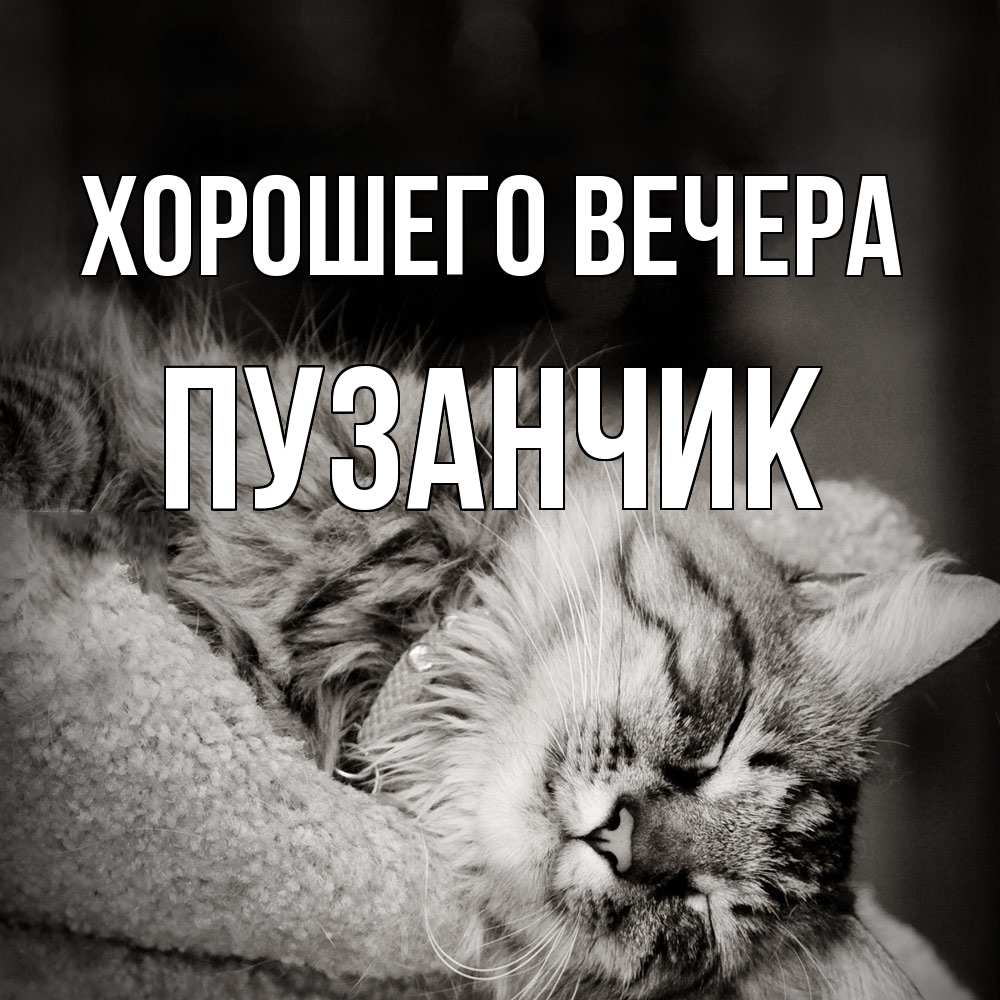 Открытка  для любимых и родных. пузанчик, Хорошего вечера  