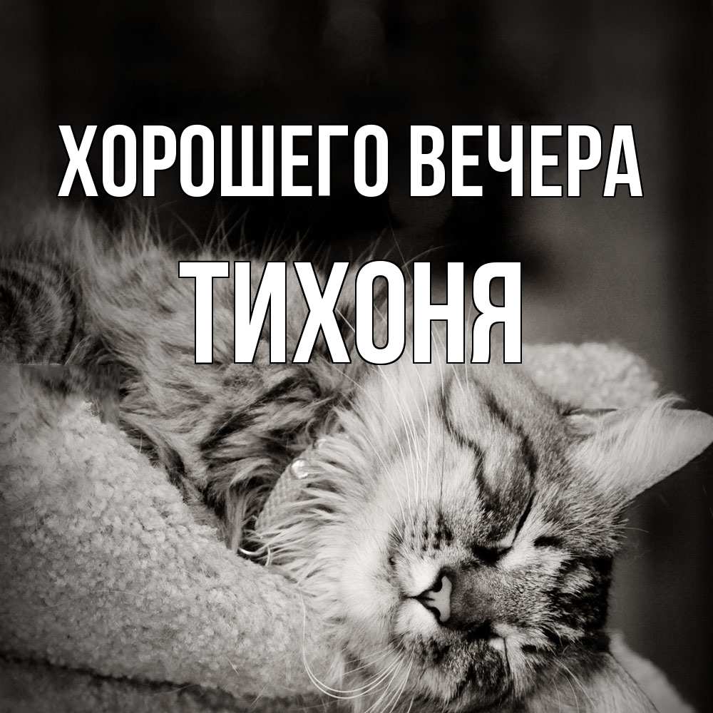 Открытка  для любимых и родных. тихоня, Хорошего вечера  