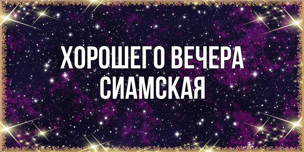 Открытка  для любимых и родных. сиамская, Хорошего вечера  