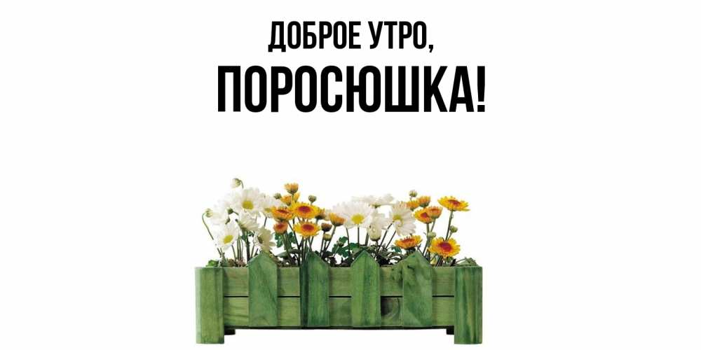 Открытка  для любимых и родных. поросюшка, Доброе утро  