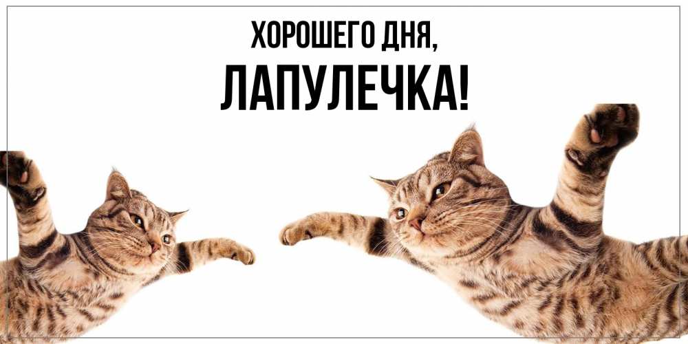 Открытка  для любимых и родных. лапулечка, Хорошего дня  