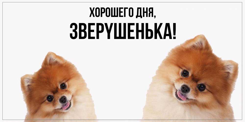 Открытка  для любимых и родных. звеpyшенька, Хорошего дня  