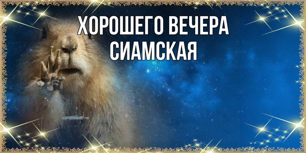 Открытка  для любимых и родных. сиамская, Хорошего вечера  
