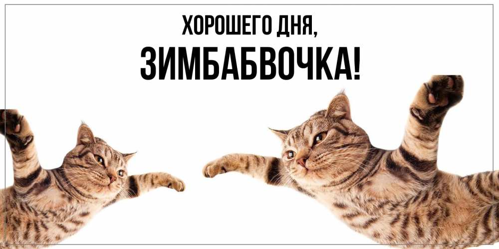 Открытка  для любимых и родных. зимбабвочка, Хорошего дня  