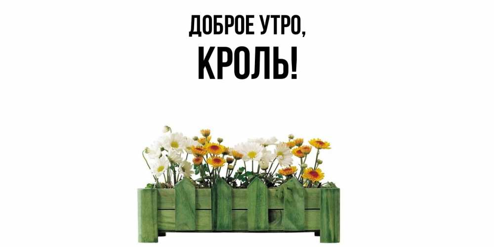 Картинка Доброе утро, кроль